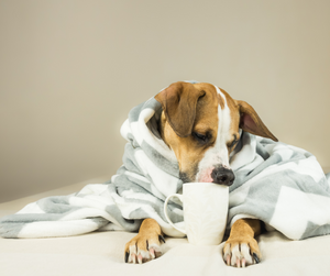 Dog with Coffee Mug. Canine wrapped in blanket drinking beverage..