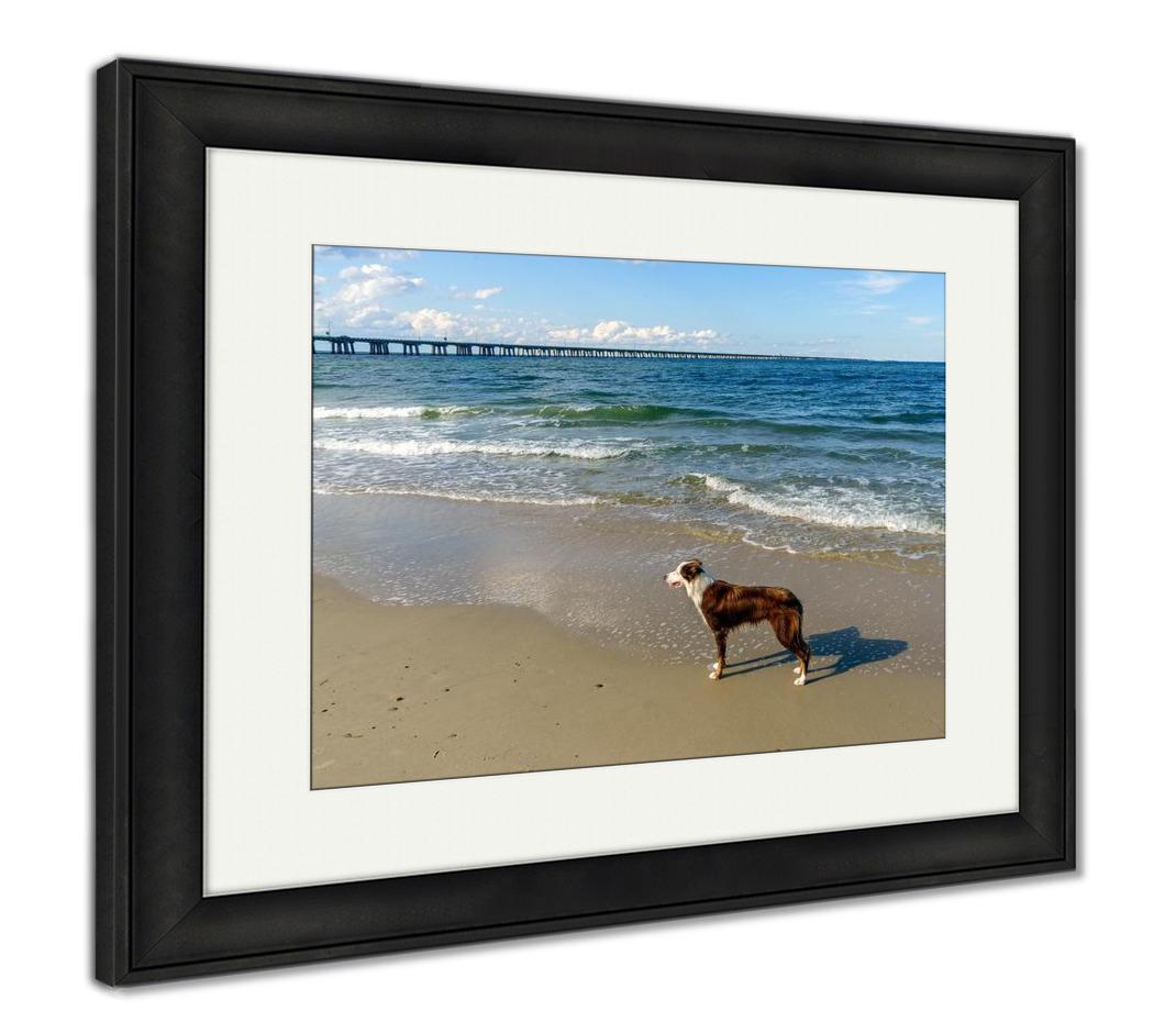 Framed Print, Border Collie At The Beach