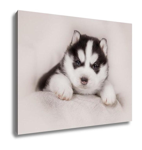 Gallery Wrapped Canvas, Cute Siberian Husky Puppy