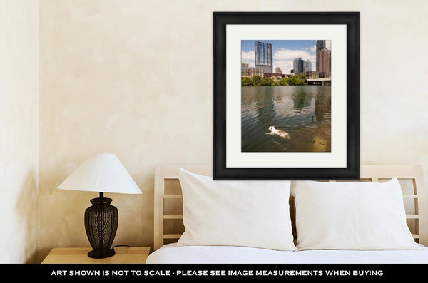 Framed Print, American Bulldog Swims In Colorado River Downtown Austin Texas